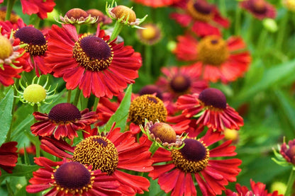 Helenium 'Mariachi Siesta' (Sonnenbraut)