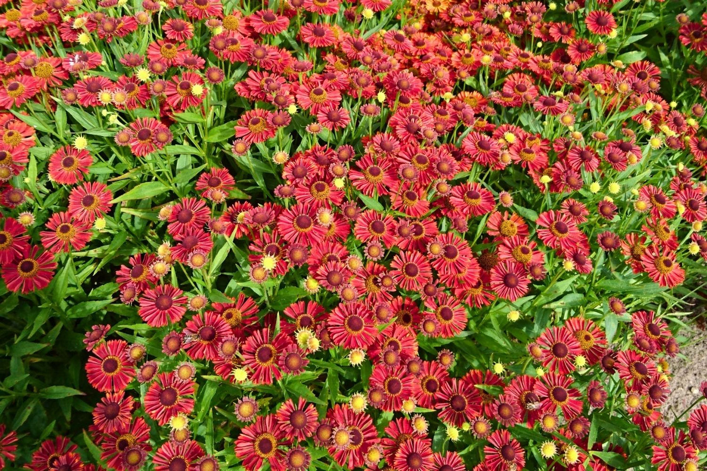Helenium 'Mariachi Siesta' (Sonnenbraut)