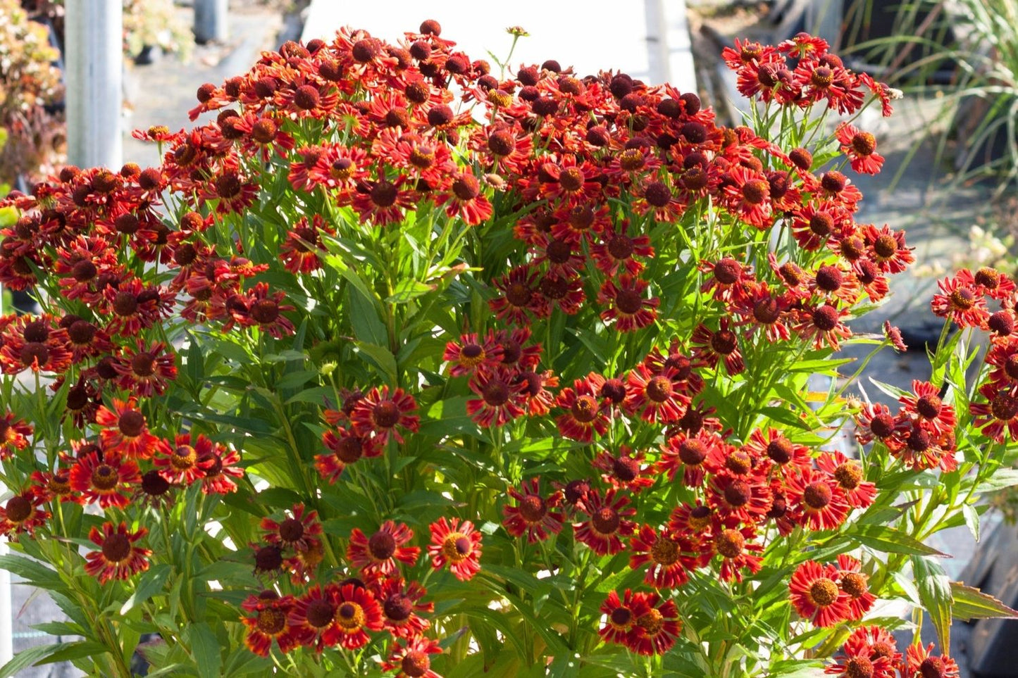 Helenium 'Mariachi Siesta' (Sonnenbraut)