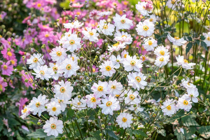 Anemone 'Garden Breeze Pink Touch' ® (Herbstanemone)