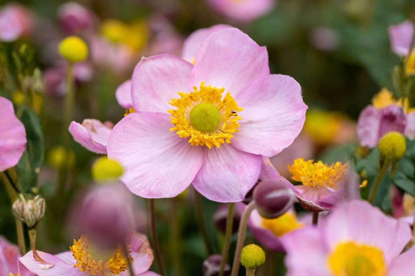 Anemone 'Little Breeze Candy' Herbstanemone