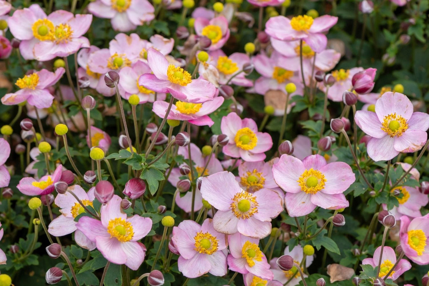 Anemone 'Little Breeze Candy' (Herbstanemone)