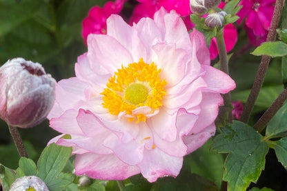 Anemone 'Royal Candy' Herbst-Anemone