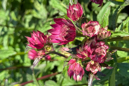 Astrantia major 'Magical Red' Sterndolde