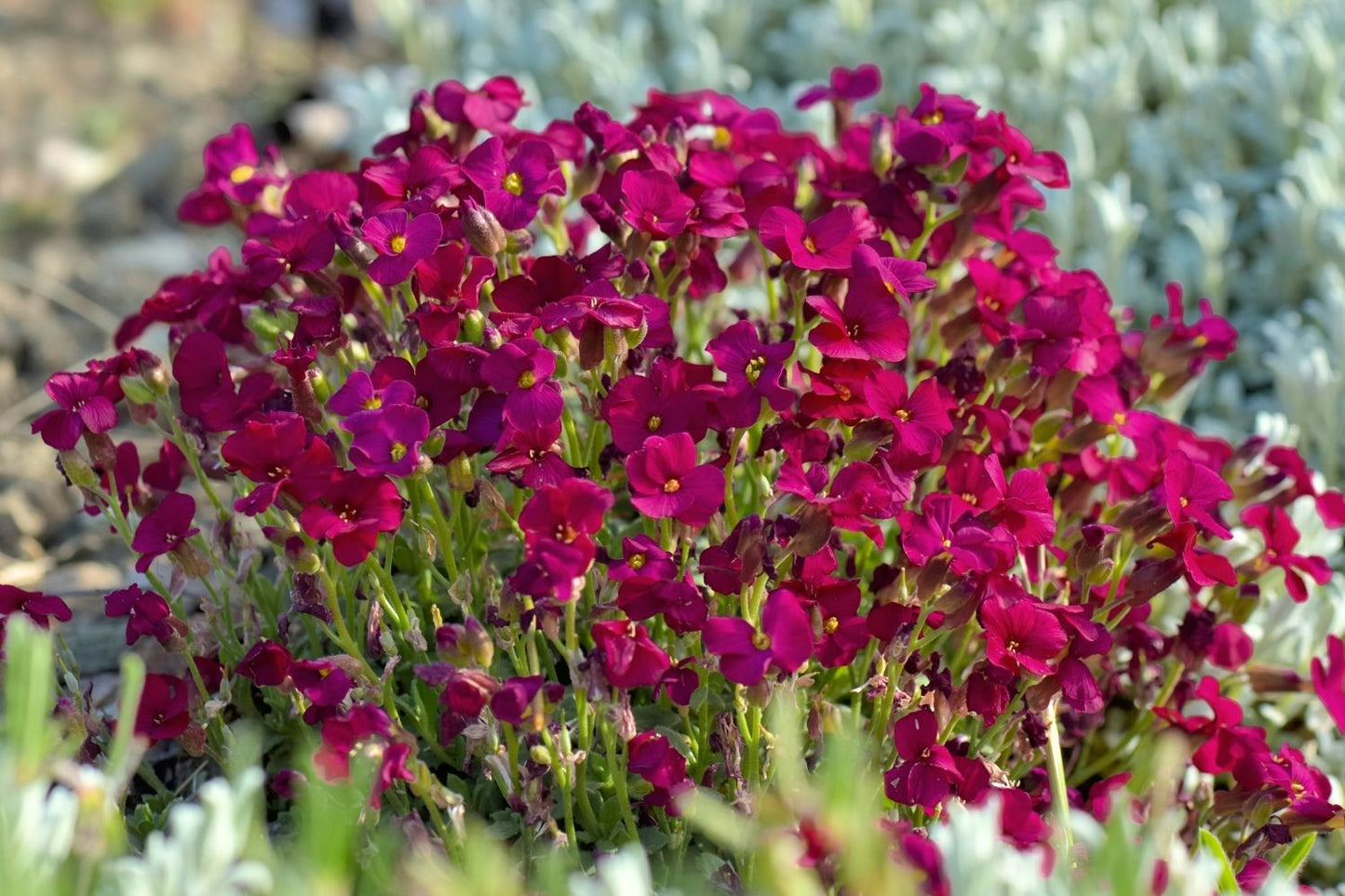 Aubrieta 'Red Carpet' Garten-Blaukissen