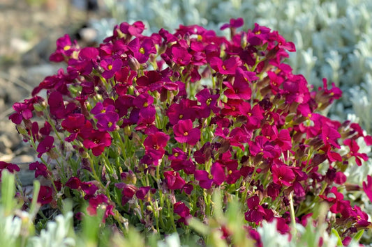 Aubrieta 'Red Carpet' Garten-Blaukissen