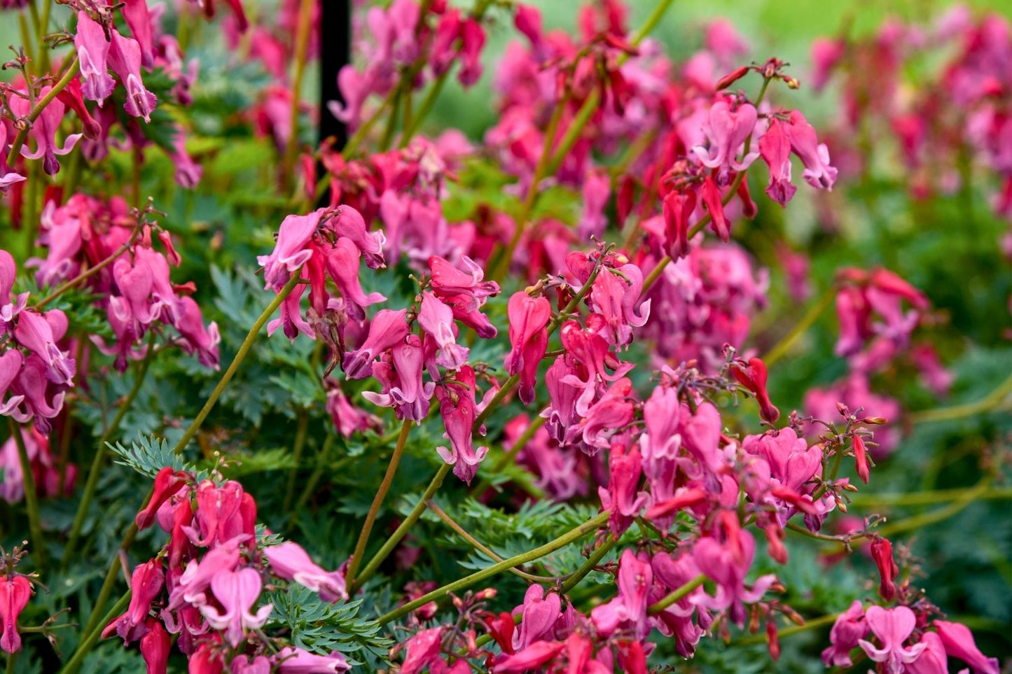 Dicentra 'Passion Hearts' Tränendes Herz