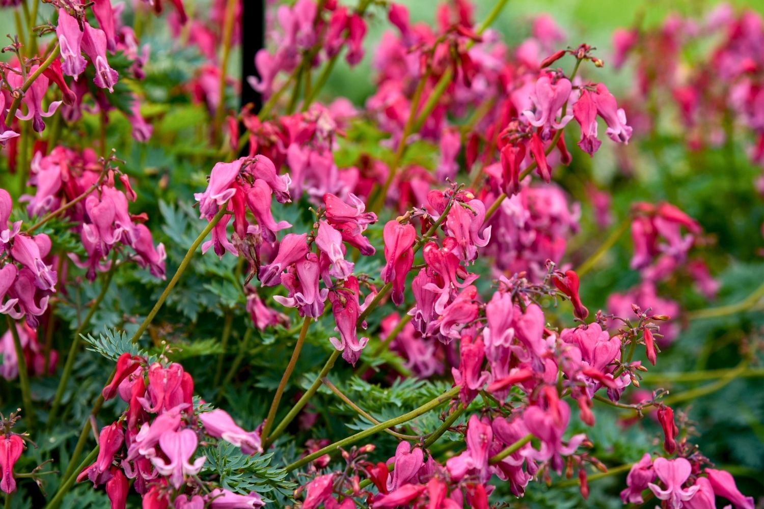 Dicentra 'Passion Hearts' Tränendes Herz