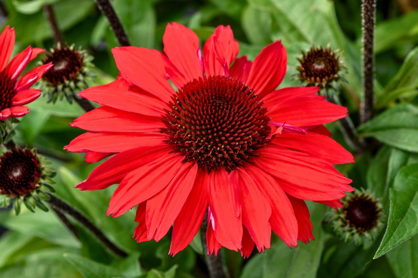 Echinacea 'SunMagic Vintage Hot Red' ® Scheinsonnenhut