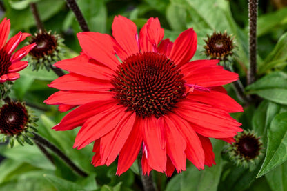 Echinacea 'SunMagic Vintage Hot Red' ® Scheinsonnenhut