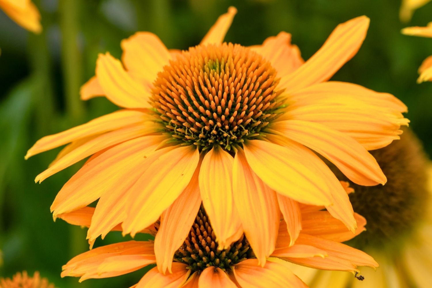 Echinacea 'SunMagic Vintage Mango' ® Scheinsonnenhut