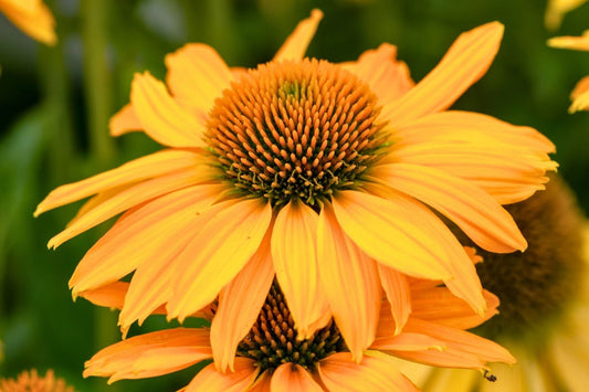 Echinacea 'SunMagic Vintage Mango' ® Scheinsonnenhut