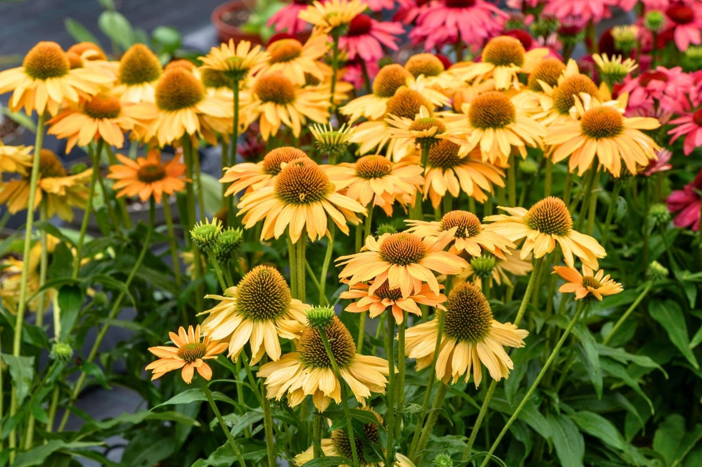 Echinacea 'SunMagic Vintage Mango' ® (Scheinsonnenhut)
