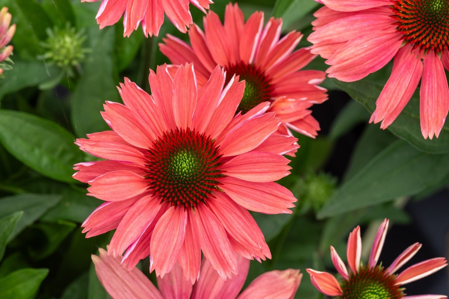 Echinacea 'SunMagic Vintage Watermelon' ® Scheinsonnenhut