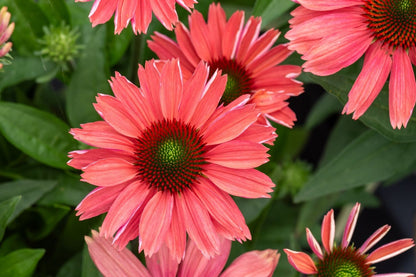Echinacea 'SunMagic Vintage Watermelon' ® Scheinsonnenhut