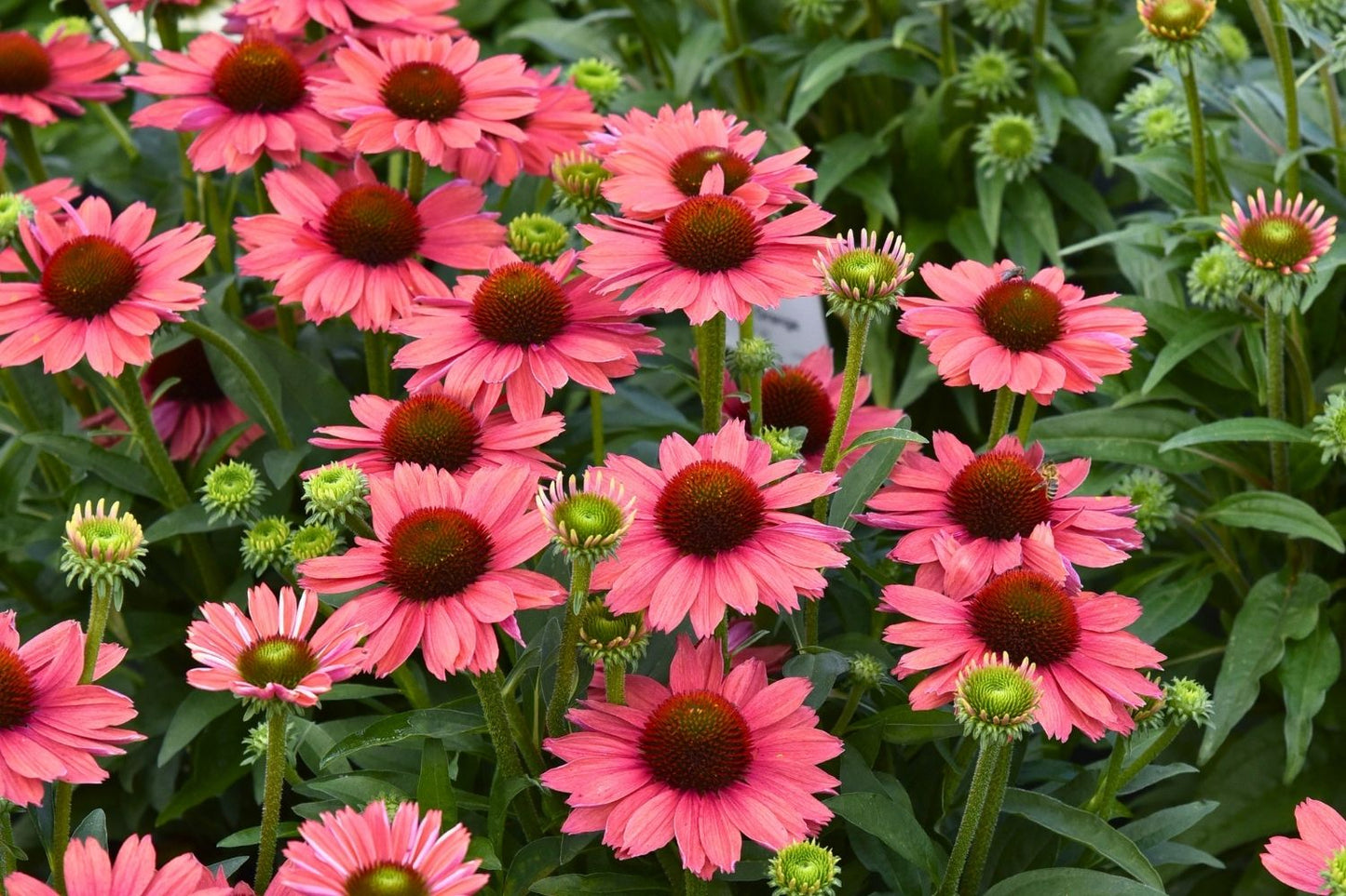 Echinacea 'SunMagic Vintage Watermelon' ® (Scheinsonnenhut)