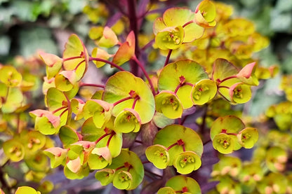 Euphorbia 'Miners Merlot' Rotblättrige Wolfsmilch