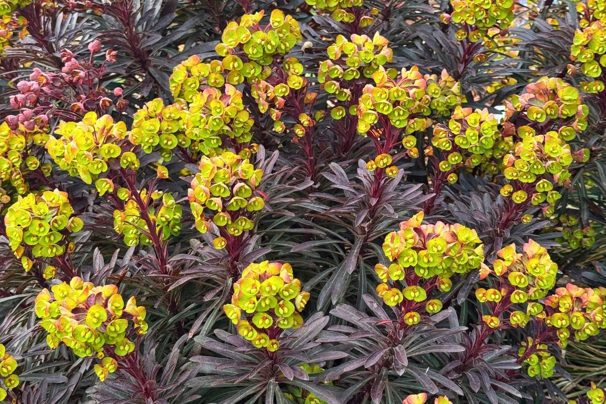 Euphorbia 'Miners Merlot' (Rotblättrige Wolfsmilch)