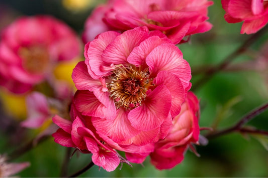 Geum 'Pink Nonna' Nelkenwurz