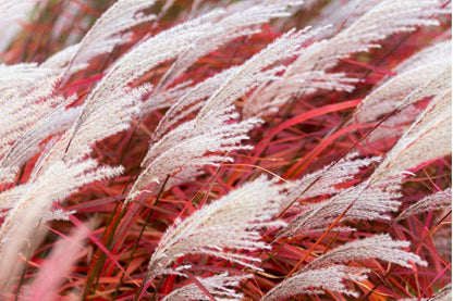 Miscanthus sinensis 'Lady in Red' Chinaschilf