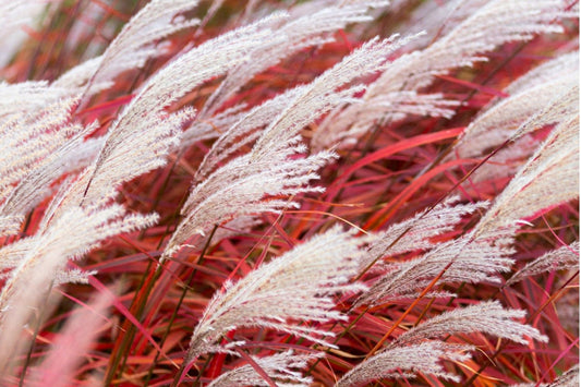 Miscanthus sinensis 'Lady in Red' Chinaschilf