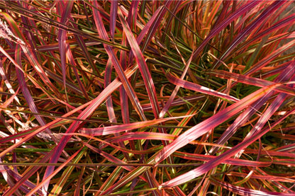 Miscanthus sinensis 'Lady in Red' (Chinaschilf)