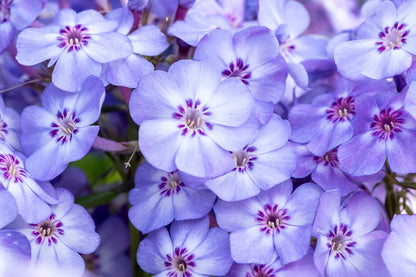 Phlox paniculata 'Blue Dolphin' Hohe Garten-Flammenblume