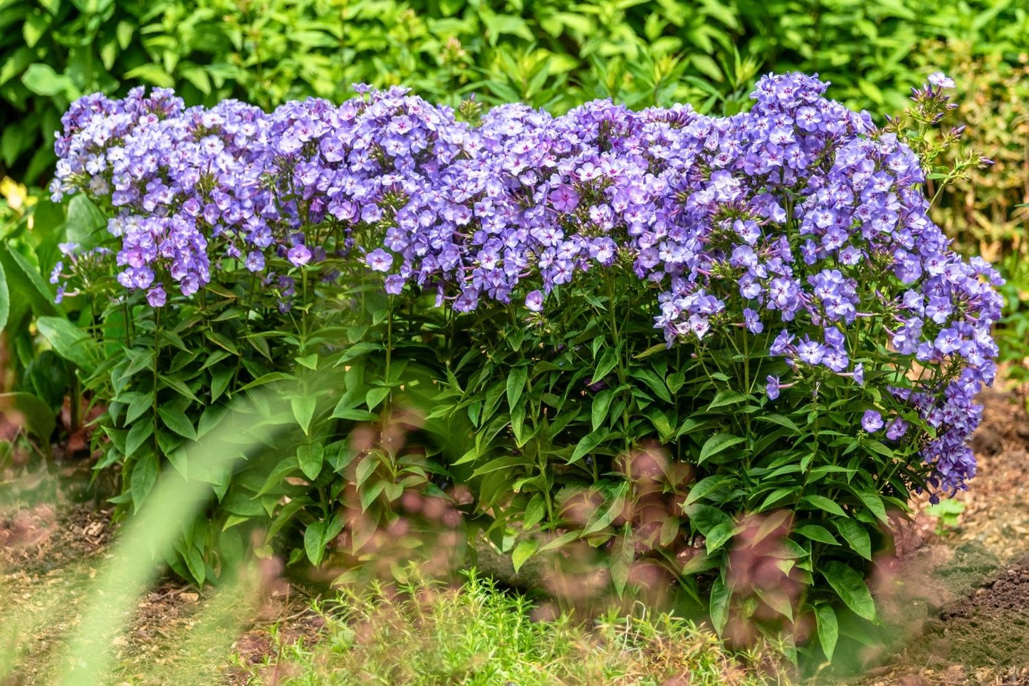 Phlox paniculata 'Blue Dolphin' (Hohe Garten-Flammenblume)