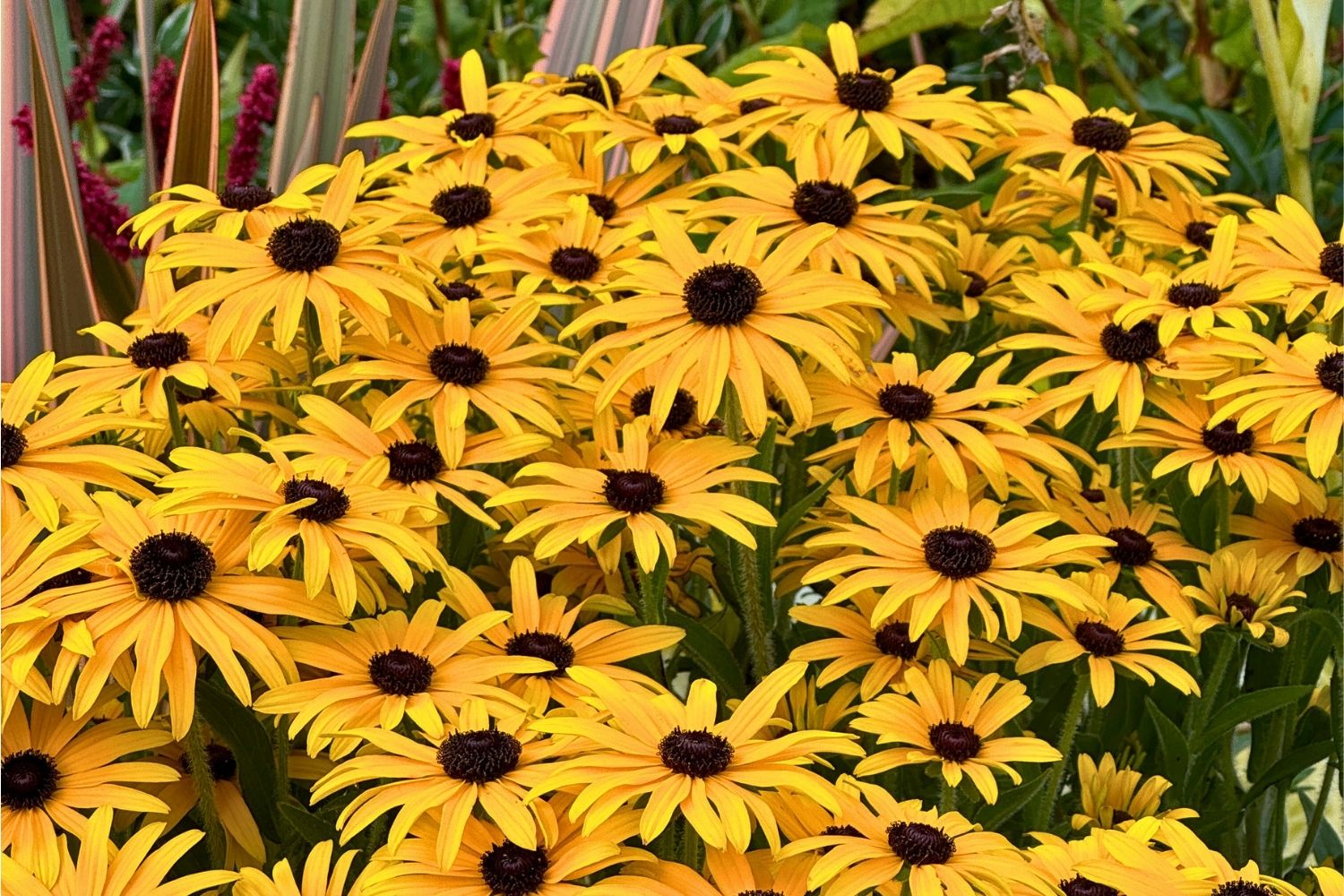 Rudbeckia 'Glitters like Gold' Garten-Sonnenhut