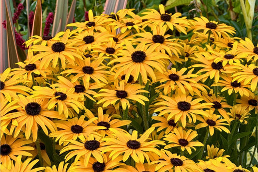 Rudbeckia 'Glitters like Gold' Garten-Sonnenhut