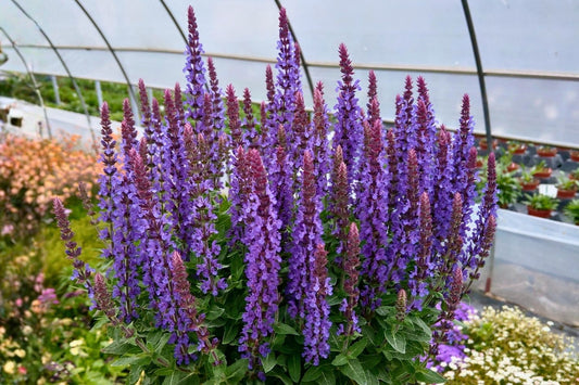 Salvia nemorosa 'Rianne' Ziersalbei