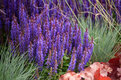 Salvia nemorosa 'Rianne' (Ziersalbei)
