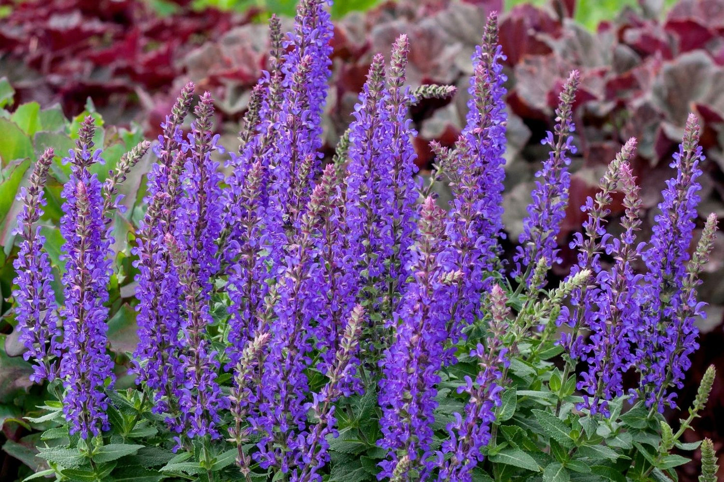 Salvia nemorosa 'Rianne' (Ziersalbei)