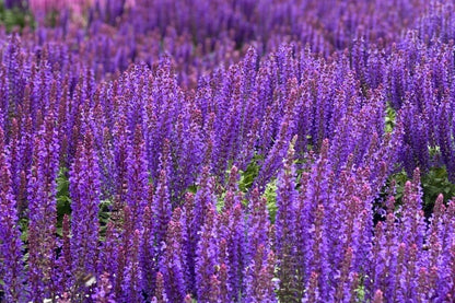 Salvia nemorosa 'Rianne Purple' Ziersalbei