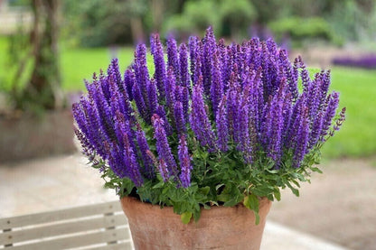 Salvia nemorosa 'Rianne Purple' (Ziersalbei)