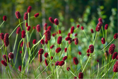 Sanguisorba officinalis (Großer Wiesenknopf)