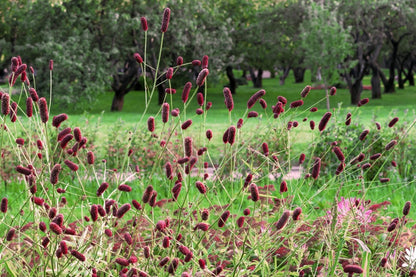 Sanguisorba officinalis (Großer Wiesenknopf)
