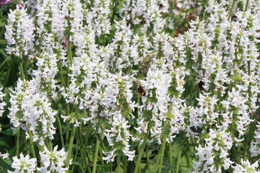 Stachys officinalis 'Summer Snowcone' Echte Betonie 'Summer Snowcone'