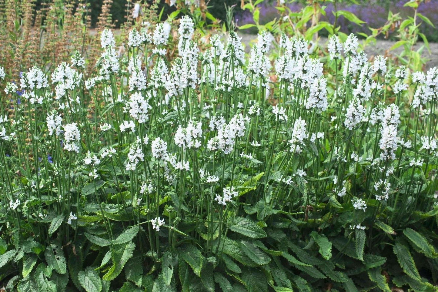Stachys officinalis 'Summer Snowcone' (Echte Betonie 'Summer Snowcone')