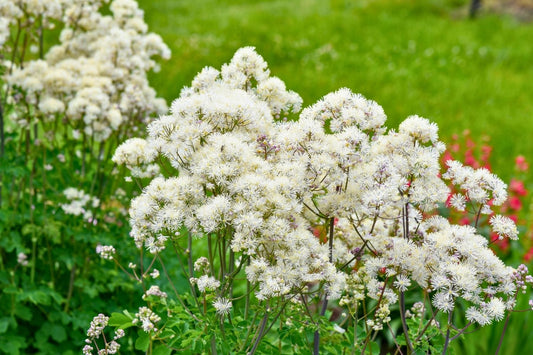 Thalictrum 'Cotton Ball' Akeleiblättrige Wiesenraute