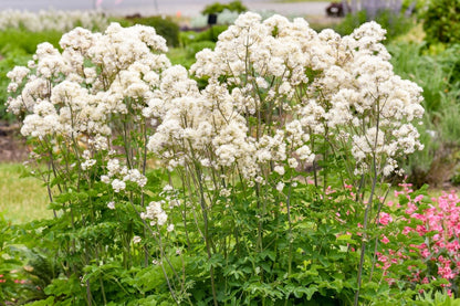 Thalictrum 'Cotton Ball' (Akeleiblättrige Wiesenraute)