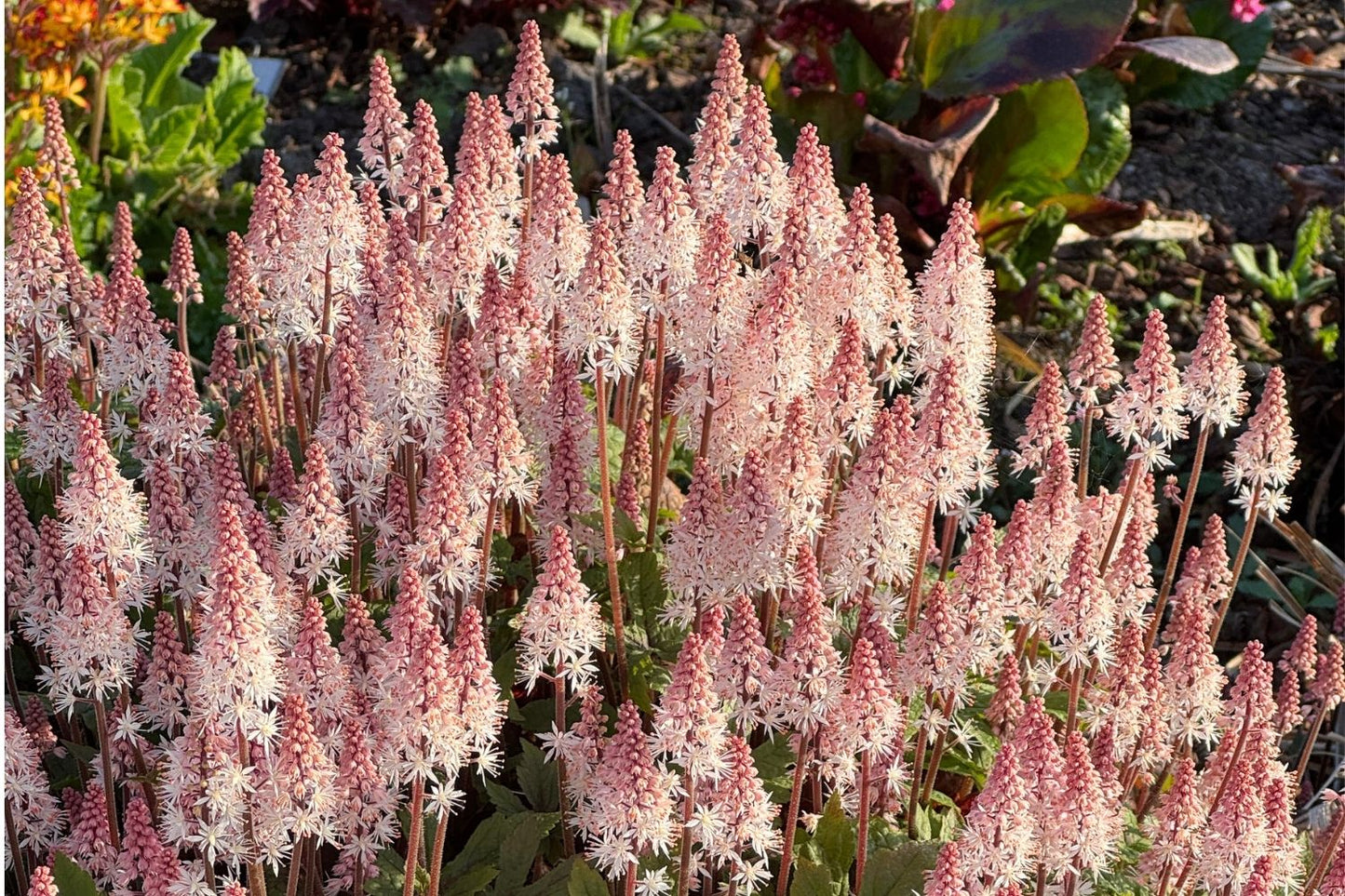 Tiarella 'Spring Symphony' Schaumblüte