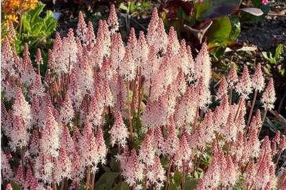Tiarella 'Spring Symphony' Schaumblüte