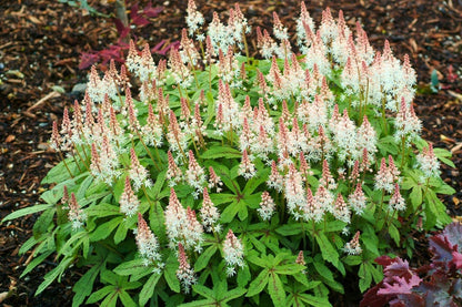 Tiarella 'Spring Symphony' (Schaumblüte)