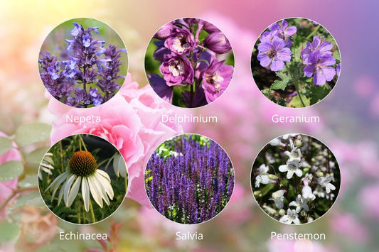 Traumhafte Rosenbegleiter Der perfekte Hofstaat für die 'Königin der Blumen'