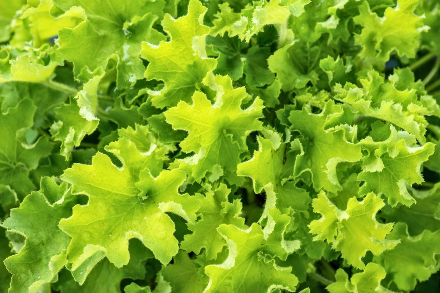Heuchera Rex® 'Lime' Purpurglöckchen