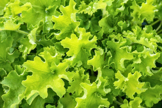 Heuchera Rex® 'Lime' Purpurglöckchen