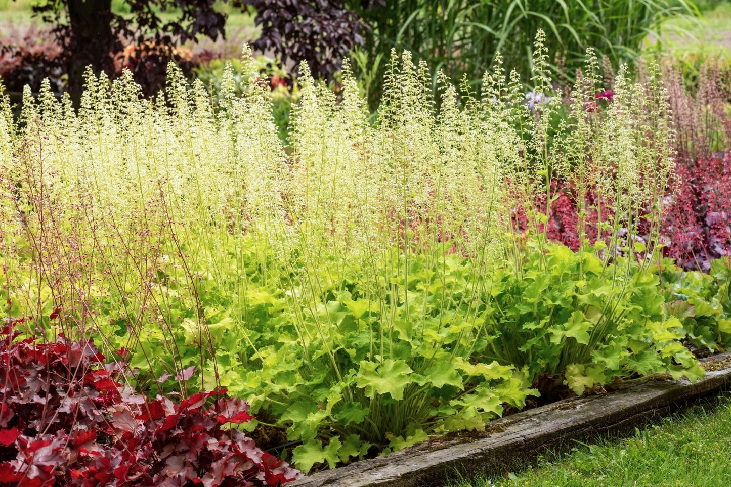 Heuchera Rex® 'Lime' (Purpurglöckchen)