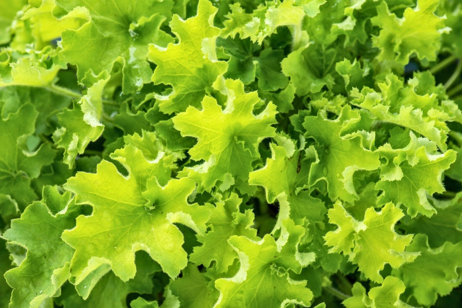 Heuchera 'Rex Lime' ® Purpurglöckchen