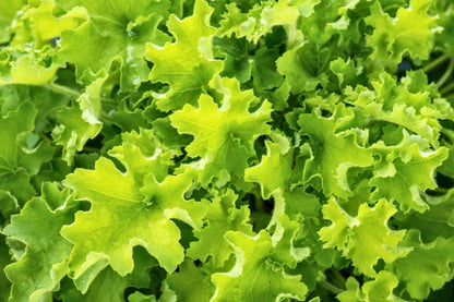 Heuchera 'Rex Lime' ® Purpurglöckchen